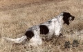 Setter Anglais MEA DI CROCEDOMINI Setter Anglais MEA DI CROCEDOMINI